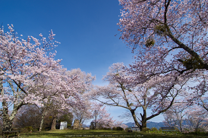 奈良 吉野山（桜開花 2016） ／ PENTAX K-3II - お写ん歩